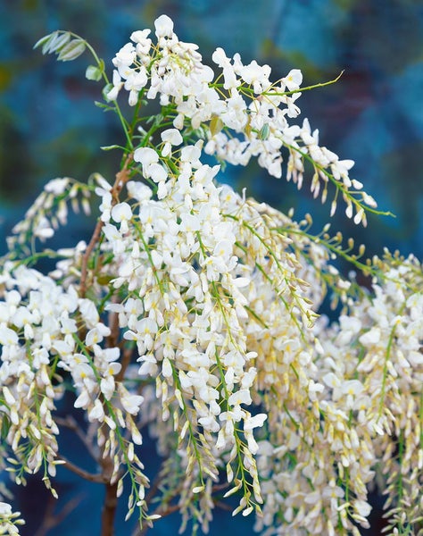 Wisteria floribunda, Japanische Blauregen, 40–60 cm, duftend