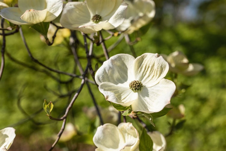 Blüte des Blumen-Hartriegels am Zweig
