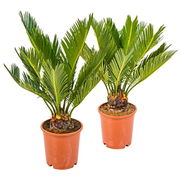 2x Cycas Revoluta – Friedenspalme – Palme – Pflegefreundlich – ⌀12 cm – ↕30-40 cm