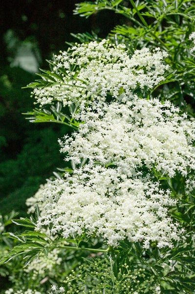 Sambucus nigra 'Laciniata', Schwarzer Holunder, feinblättrig, 60–80 cm