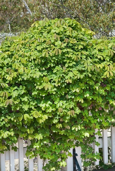 Akebia quinata, Klettergurke, 150–200 cm, duftend