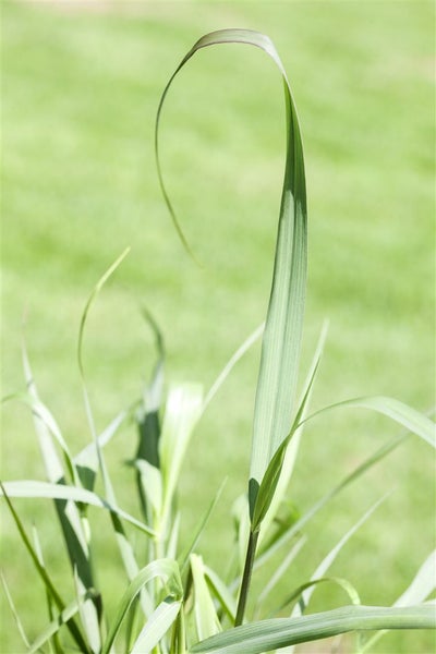 Panicum virgatum 'Squaw', Rutenhirse, rotbraun, ca. 9x9 cm Topf