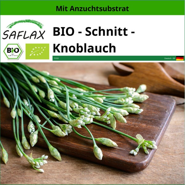 SAFLAX  - BIO - Schnitt - Knoblauch - Allium tuberosum - 100 Samen - Mit keimfreiem Anzuchtsubstrat