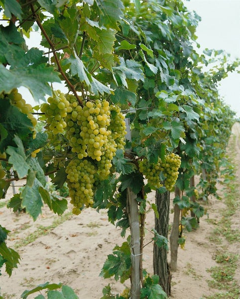 Vitis vinifera, Weinrebe, weiß, 80–100 cm