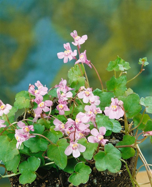 Zymbelkraut mit rosa Blüten und grünen Blättern