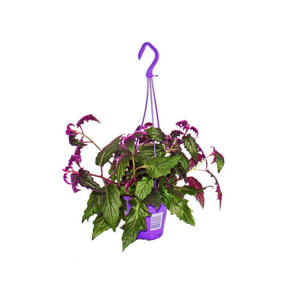 Zimmerpflanze zum Hngen Gynura Purple Passion Samtblatt | HORNBACH