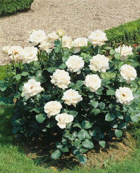 Rosenbusch mit cremefarbenen Blüten im Garten