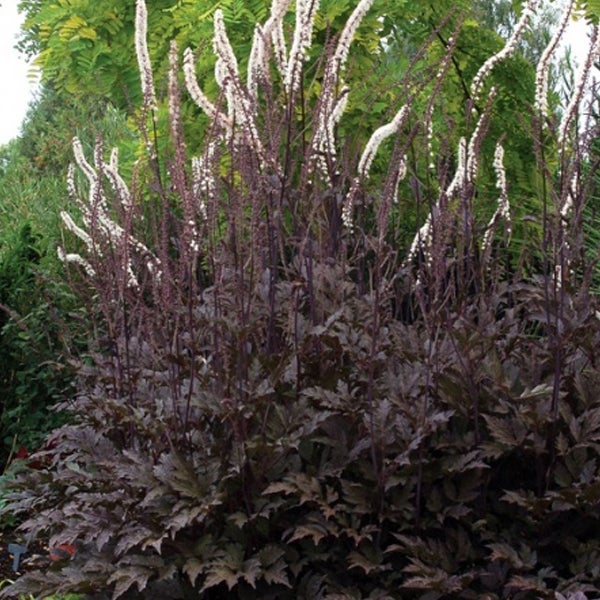Hohe Staudenpflanze mit dunklem Laub und weißen Blütenrispen im Garten.