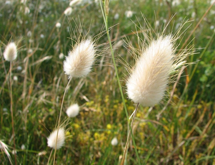 SAFLAX  - Hasenschwanz-Gras / Samtgras - Lagurus ovatus - 100 Samen