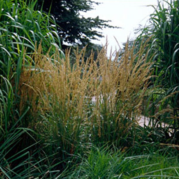 Ziergras im Garten