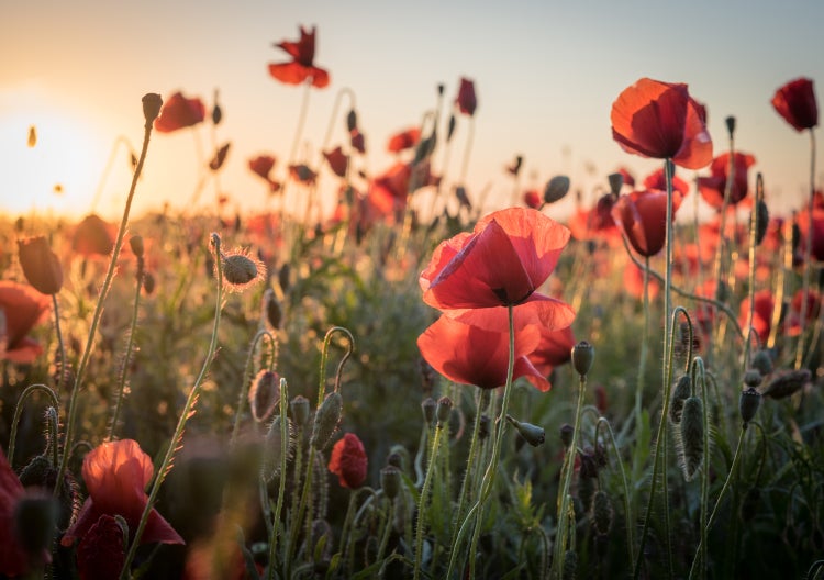 Feld mit roten Mohnblumen bei Sonnenuntergang
