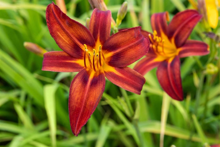 Hemerocallis x cult. 'Crimson Pirate', Taglilie, rot, ca. 11x11 cm Topf