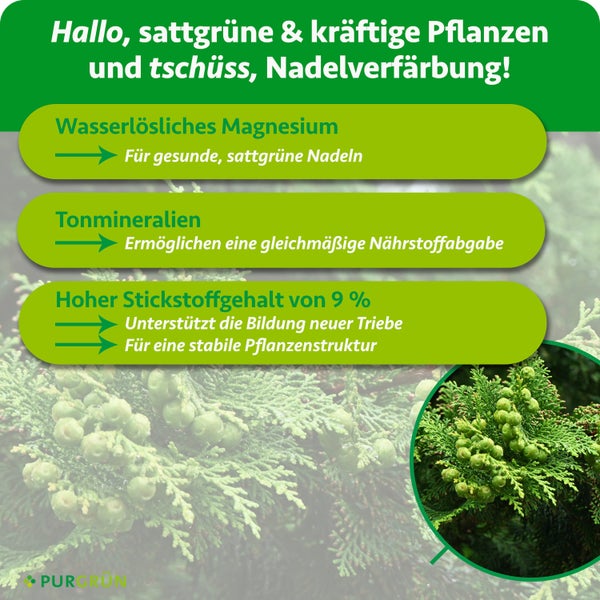 Infografik zu Pflanzendünger: Wasserlösliches Magnesium, Tonmineralien und 9 Prozent Stickstoff für gesundes Wachstum. Purgrün Logo.