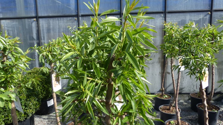 Nahaufnahme von Kiefernzapfen und Nadeln