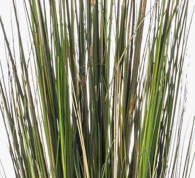 Ziergras mit grün-gelb gestreiften Blättern in einem schwarzen Kunststofftopf.