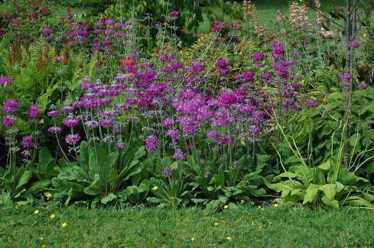 Primula beesiana, Etagen-Primel, rosa Blüten, ca. 9x9 cm Topf