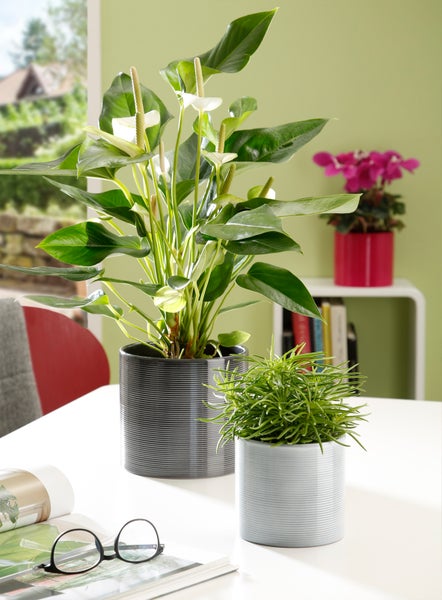 Scheurich Blumentopf aus Keramik,  Farbe: Glass Grey, 23 cm Durchmesser, 21 cm hoch, 7,4 l Vol.