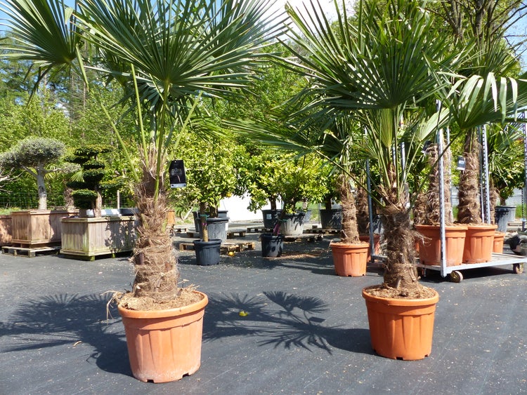 2 Stück im Palmenset Trachycarpus fortunei dicke Stämme 200 cm Hanfpalme, winterharte Palme bis -18°C