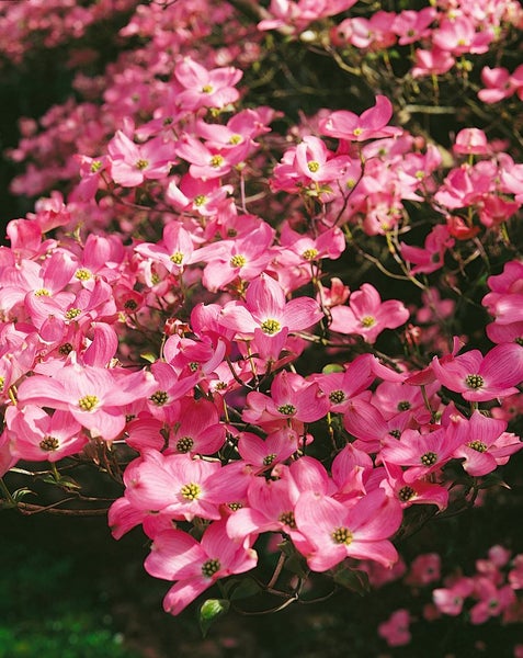 Cornus florida 'Rubra', Blumen-Hartriegel, rosa Blüten, 40–60 cm