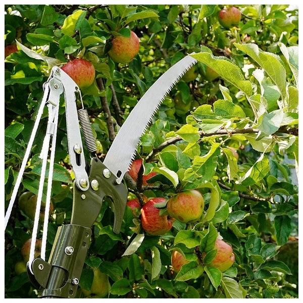 Astschere mit Säge im Einsatz an einem Apfelbaum