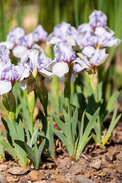 Iris x barb.-media 'Libellula', Schwertlilie, ca. 11x11 cm Topf