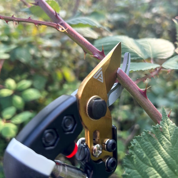 Bypass-Gartenschere beim Schneiden eines dornigen Astes im Garten.