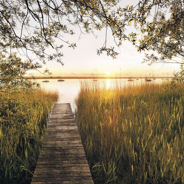 Holzsteg am Seeufer mit Schilf und Bäumen im Hintergrund bei Sonnenuntergang