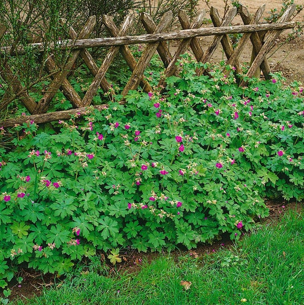 Geranium cantabrigiense 'Karmina', Storchschnabel, rosa, 2 Liter Container