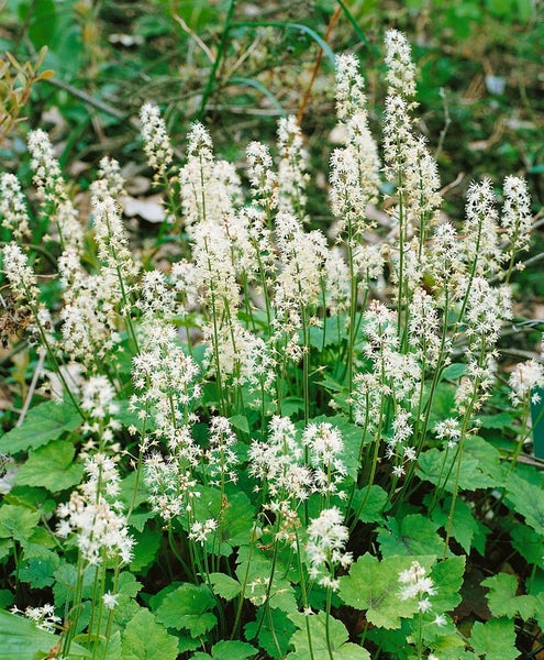 Tiarella cordifolia, Schaumblüte, ca. 9x9 cm Topf