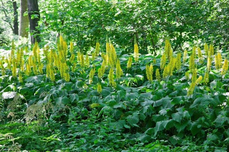 Ligularia stenocephala, ca. 11x11 cm Topf, gelbe Blüten, robust