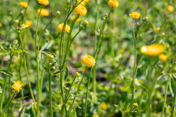 Ranunculus acris 'Multiplex', Gefüllter Hahnenfuß, ca. 9x9 cm Topf