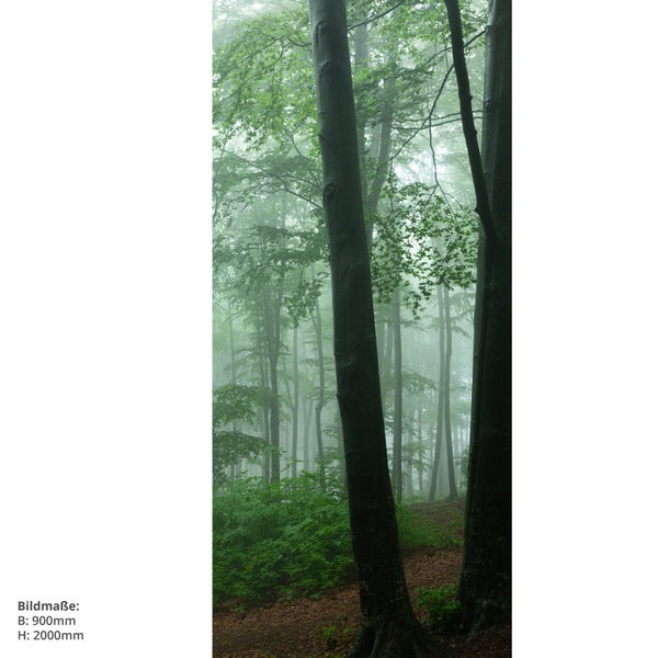 Nebeliger Wald mit hohen Bäumen