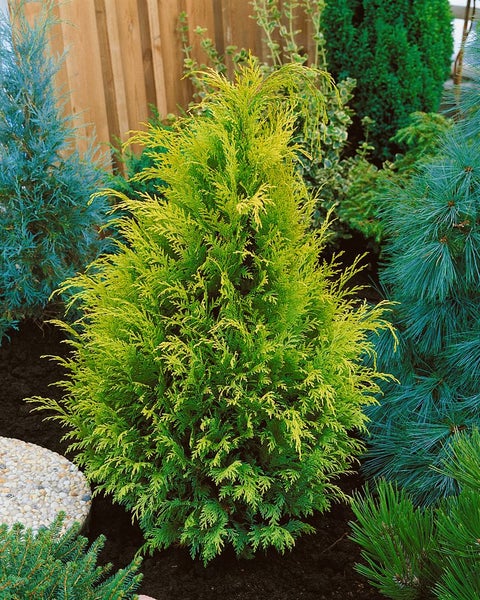 Chamaecyparis lawsoniana 'Stardust', Gelbe Scheinzypresse, 40–50 cm