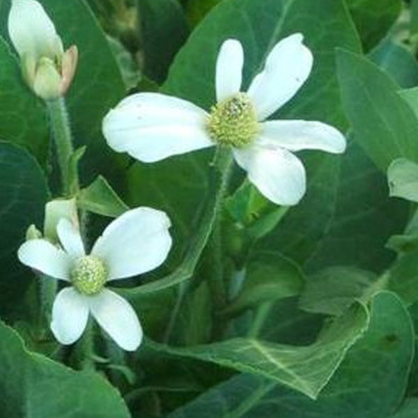 Blühende Kriechmispel im Detail.