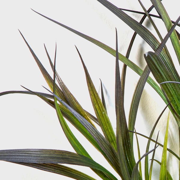 Nahaufnahme von langen, spitzen Blättern einer Zierpflanze.