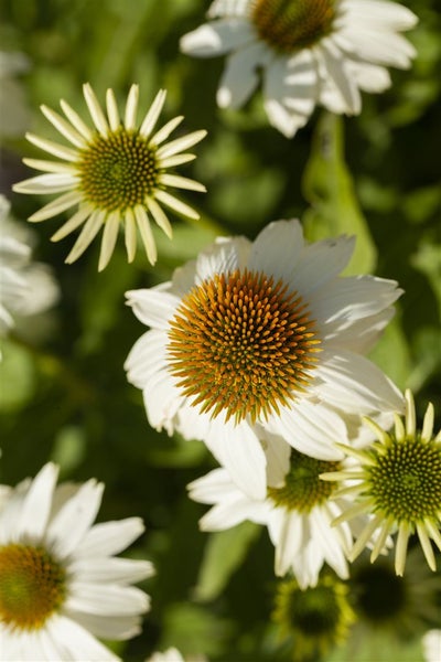 Echinacea purpurea 'PowWow White', Sonnenhut, weiß, 2-3 Liter Container