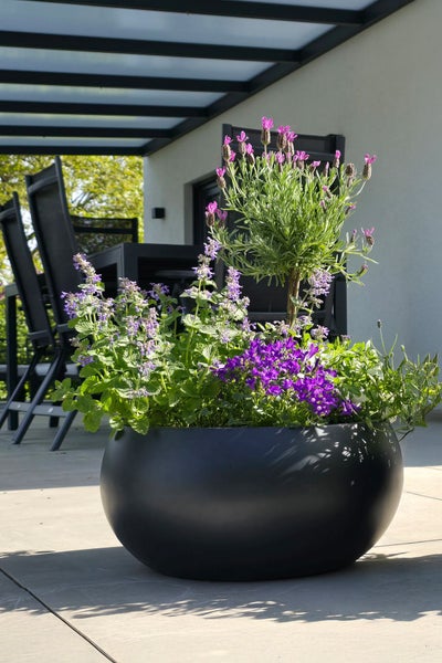 Großer schwarzer Pflanzkübel auf einer Terrasse, bepflanzt mit Lavendelstämmchen, Glockenblumen und Katzenminze vor Gartenmöbeln.