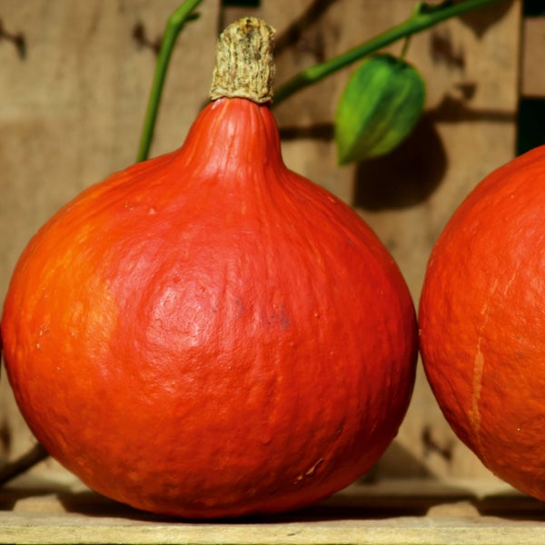 Orangefarbener Hokkaido-Kürbis mit strukturiertem Stielansatz vor Holzoberfläche.