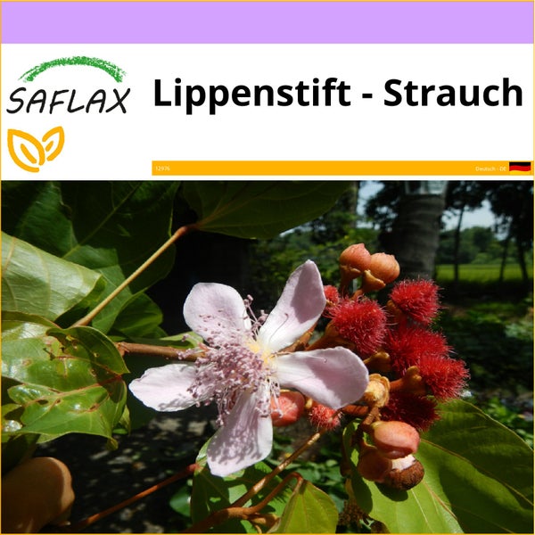 SAFLAX  - Lippenstift - Strauch - Bixa orellena - 20 Samen