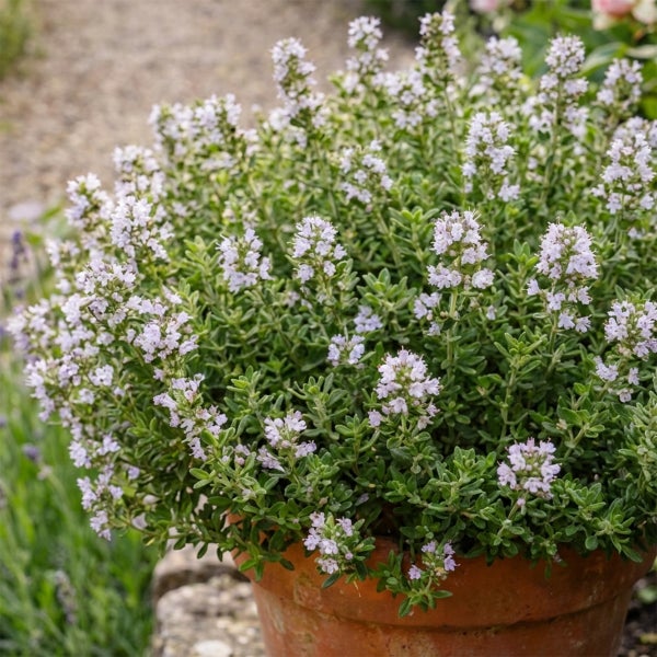 Blühende Thymianpflanze in einem Tontopf im Garten.