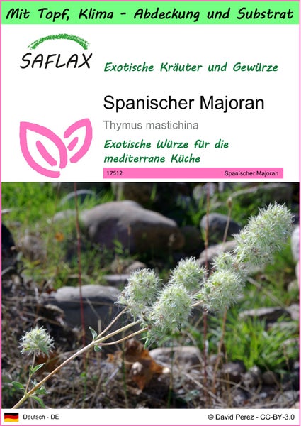 SAFLAX Garden to go - Spanischer Majoran - Thymus mastichina - 250 Samen - Mit Topf, Klima - Deckel und Anzuchtsubstrat