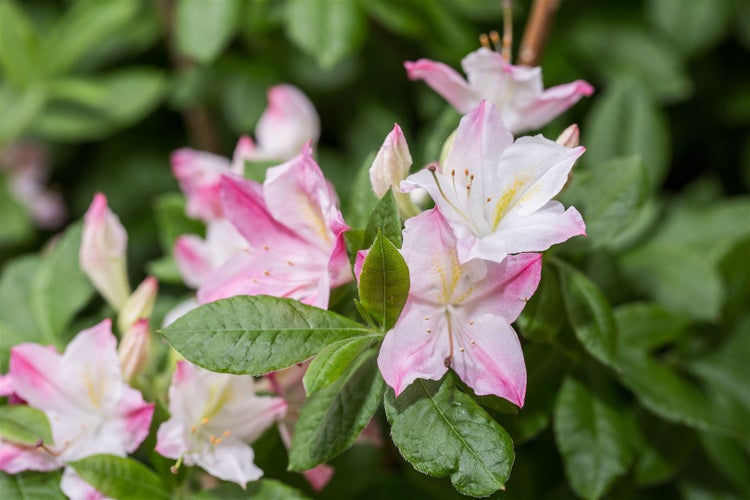 Rhododendron luteum 'Rosata', gelb-rosa, 40–50 cm