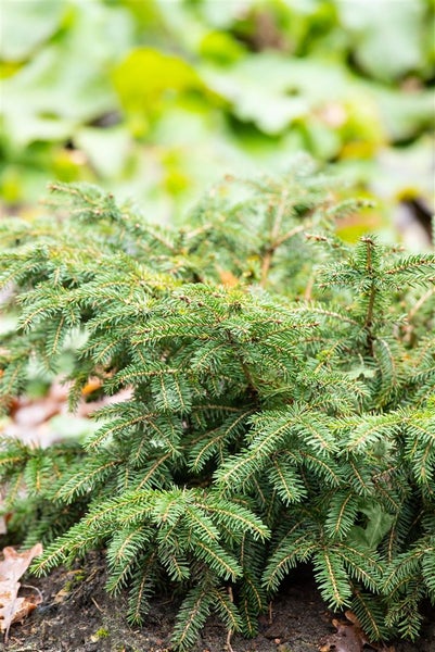 Picea abies 'Nidiformis', Nestfichte, kompakt, 20–30 cm