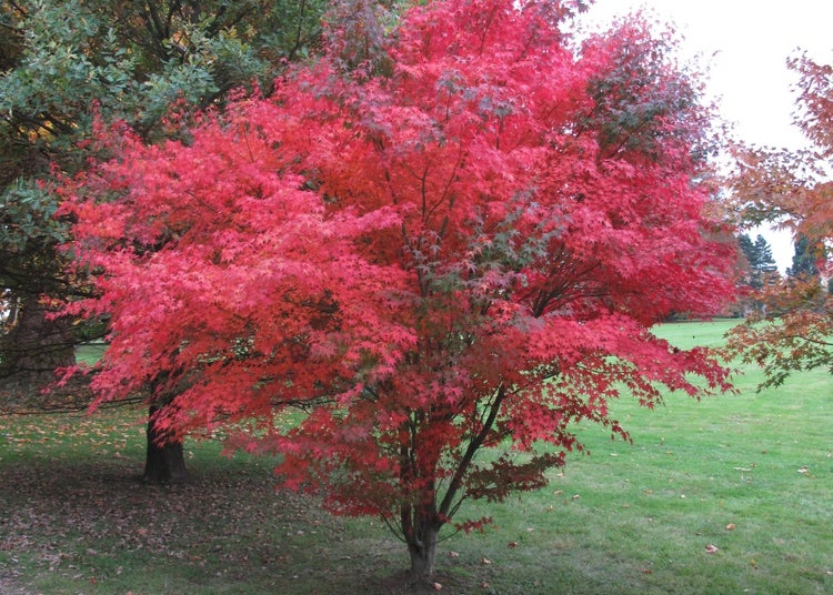 SAFLAX Garden to go - Roter Fächerahorn - Acer palmatum atropurpureum - 20 Samen - Mit Topf, Klima - Deckel und Anzuchtsubstrat