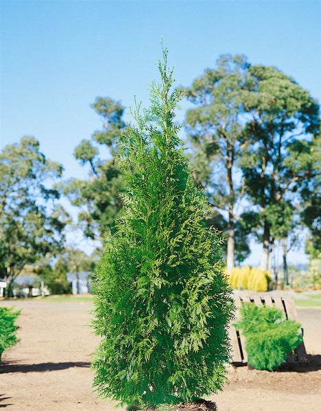 Thuja plicata 'Can-Can', Lebensbaum, 25–30 cm, kompakt