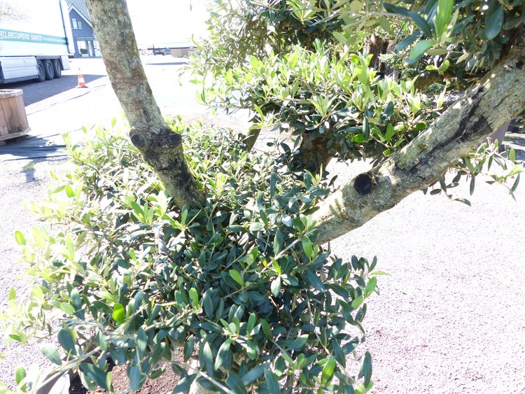 Olivenbaum 4 Pon Pon Bonsai Formgehölz Gartenbonsai Olea europaea Olive winterhart