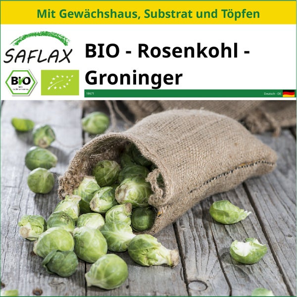 SAFLAX Anzucht Set - BIO - Rosenkohl - Groninger - Brassica oleracea var. gemmifera - 30 Samen - Mit Mini-Gewächshaus, Anzuchtsubstrat und 2 Töpfen