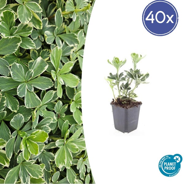 40 Stück Kriechspindel Euonymus fortunei, Bodendecker, On the way to PlanetProof zertifiziert.