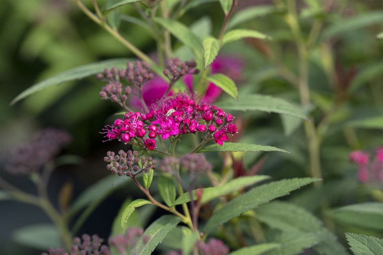 Nahaufnahme einer Spiraea-Pflanze mit Blüten