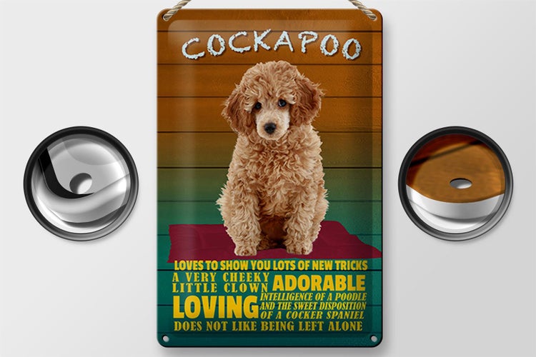 Blechschild Spruch 20x30cm Cockapoo Hund loves to show you